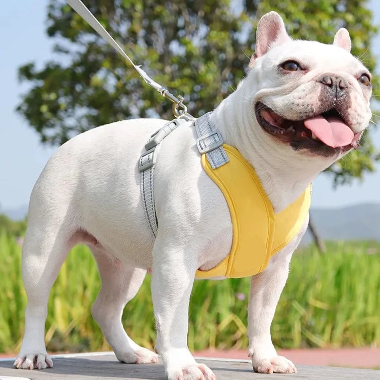 Kit Coleira Peitoral & Guia Pet